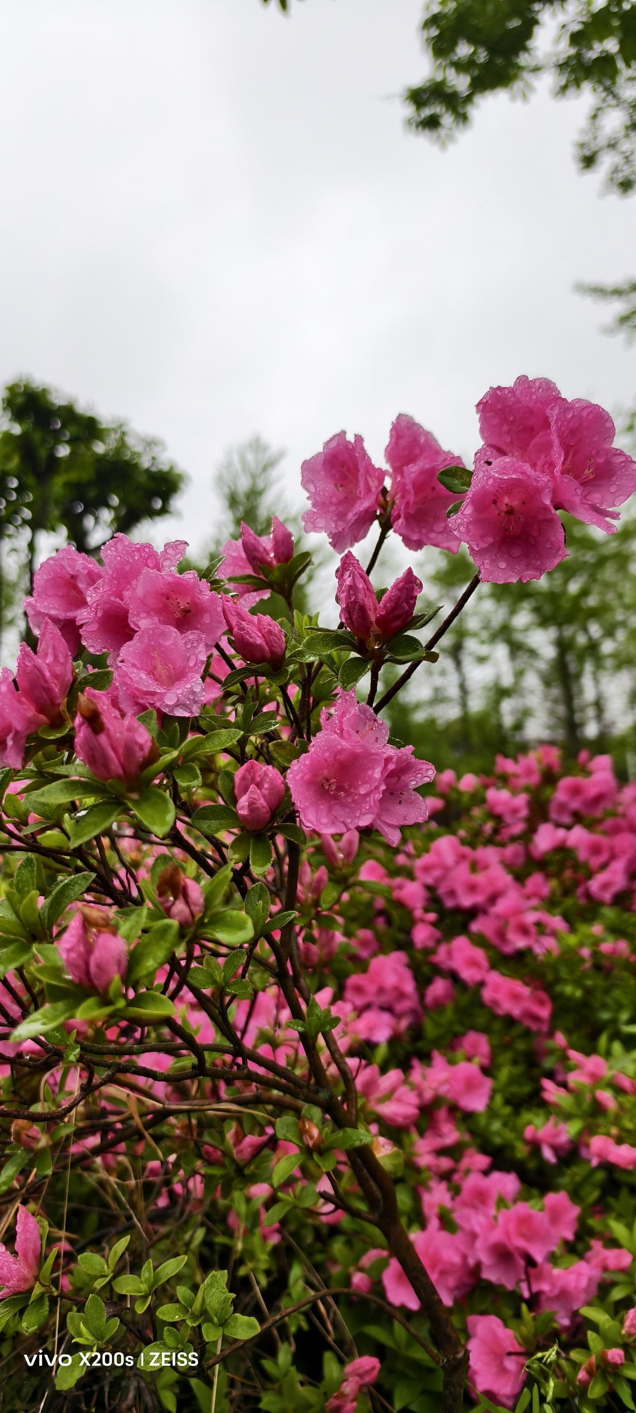 春雨绵绵的周末，被头条上一篇《镇江30000株绚烂盛开，端庄与山寺相映》勾了魂—