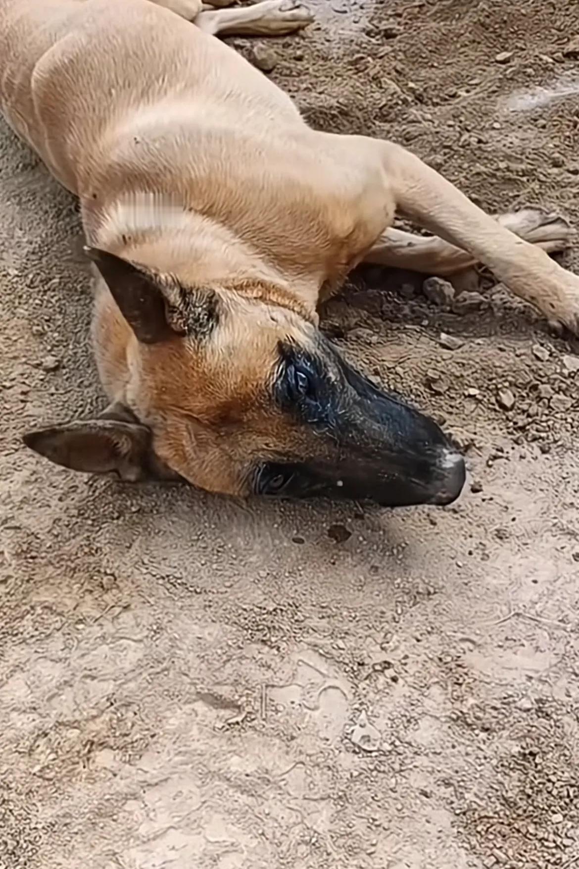 小狗死了，狗主人要把小狗埋起来，狗妈妈拼命用身体阻挡呜嚎的叫着就是不让埋，狗主人