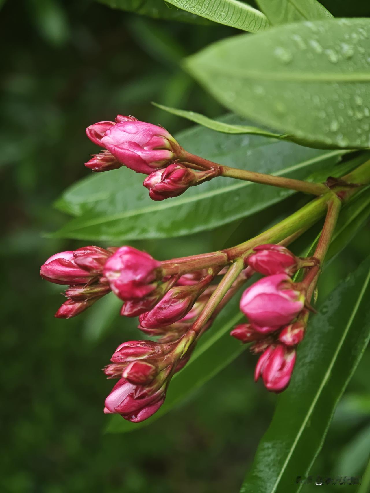 这是什么花呀？含苞待放的，颜色特鲜艳，喜人 ！