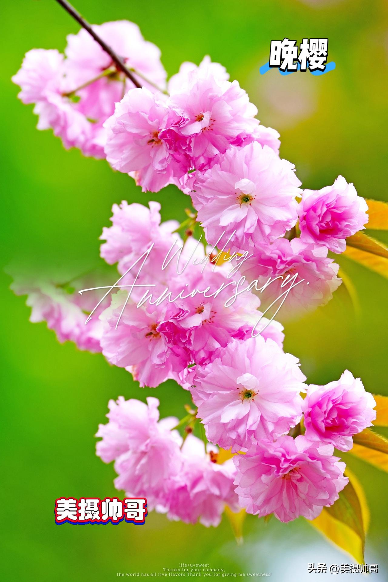 春分时节，在重庆南山赏晚樱

三月底的重庆南山，藏着一整个春日的温柔。晚樱与山樱