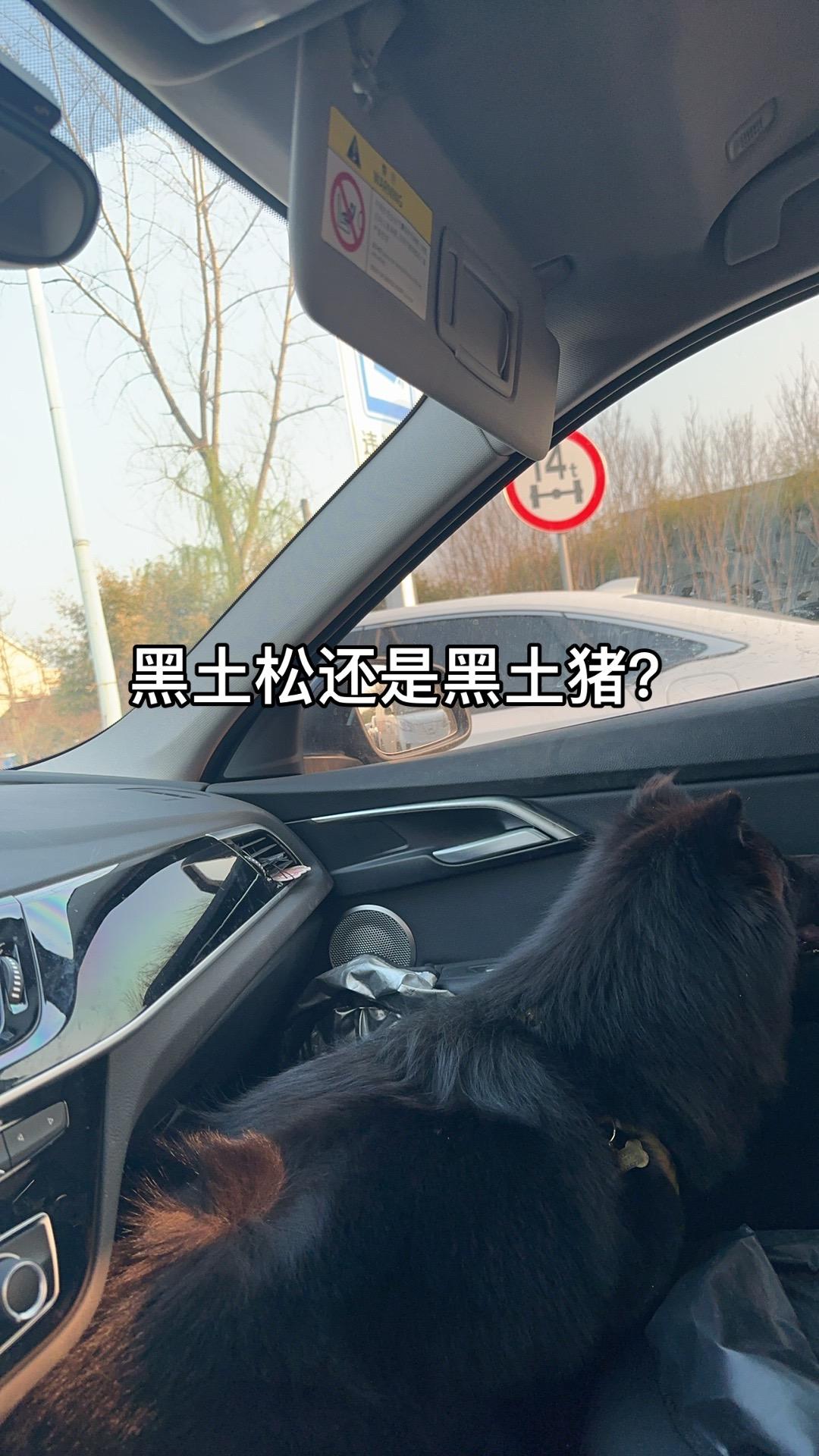 黑土松 五黑犬
