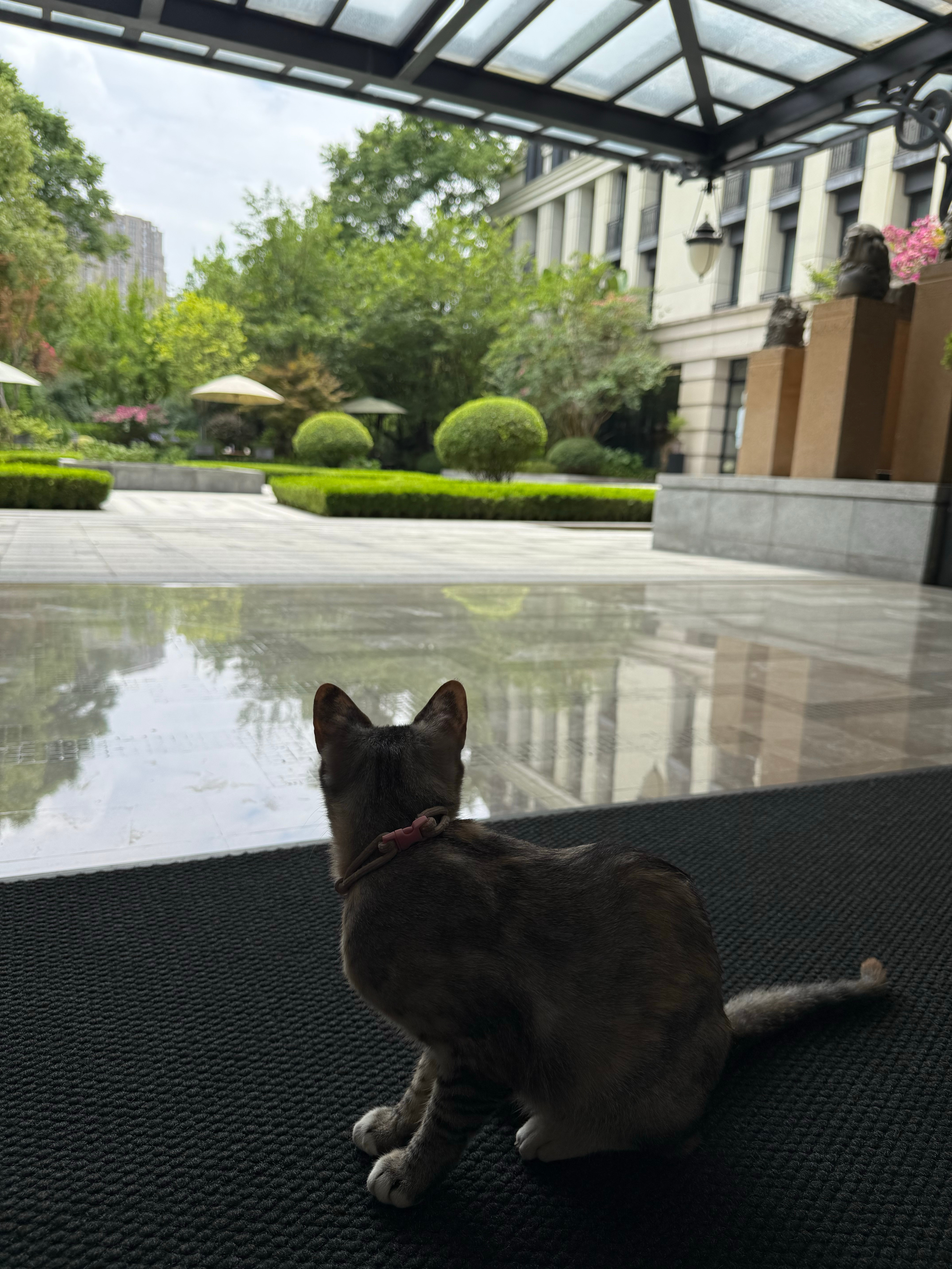 🐈⬛🪟 成都·成都尧棠公馆酒店