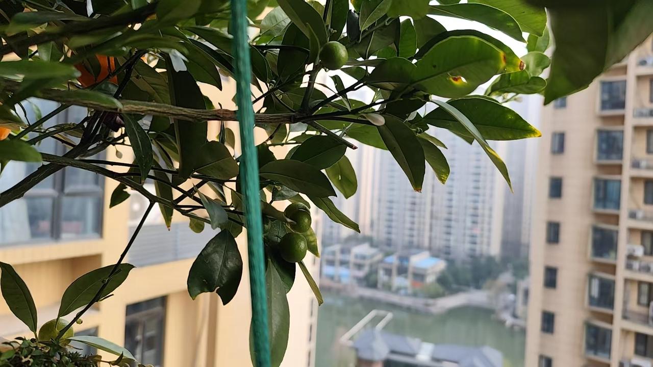 本是蓄力待发时，
            惊现花果共坐枝。
          