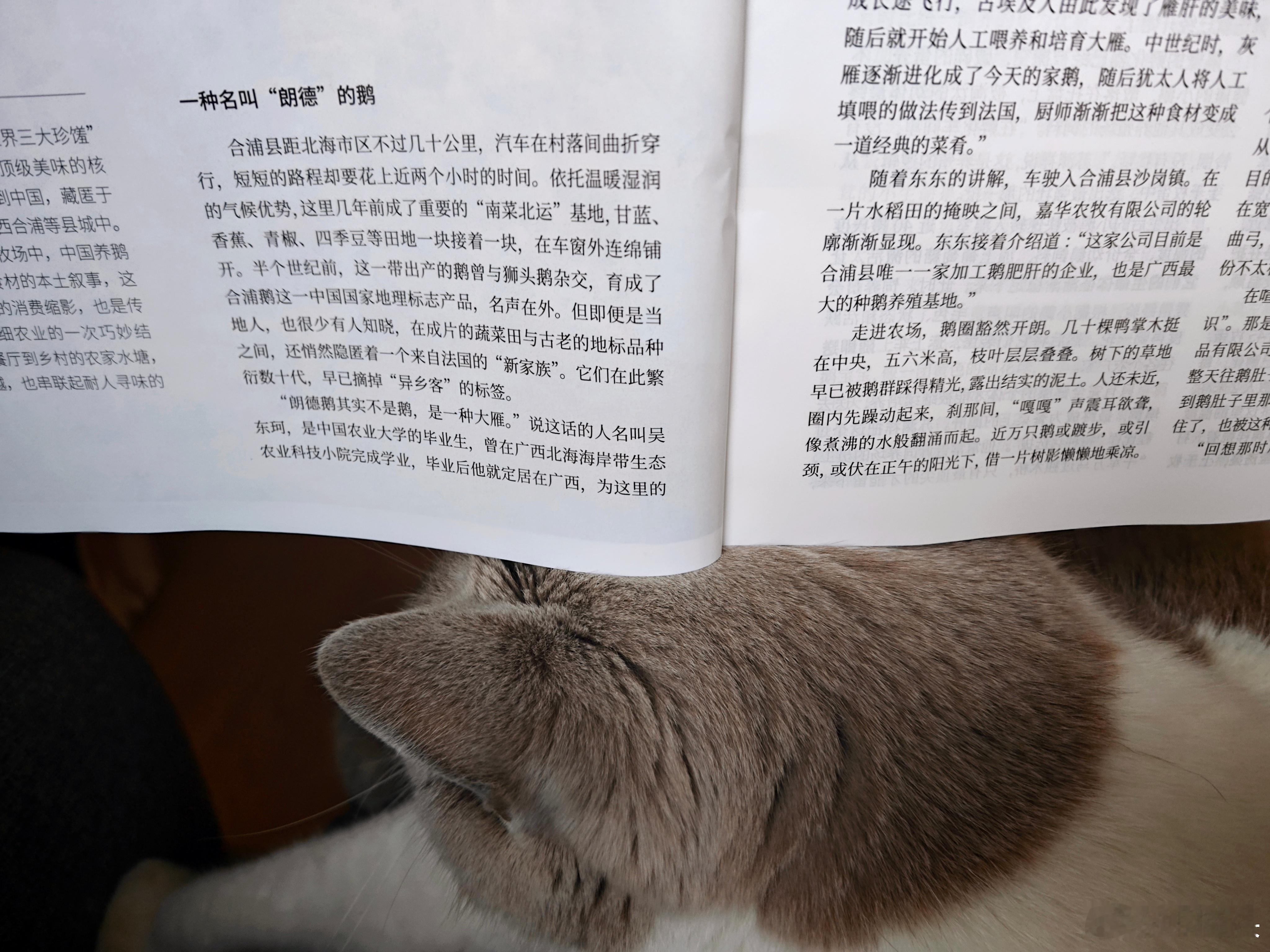 猫读架。 