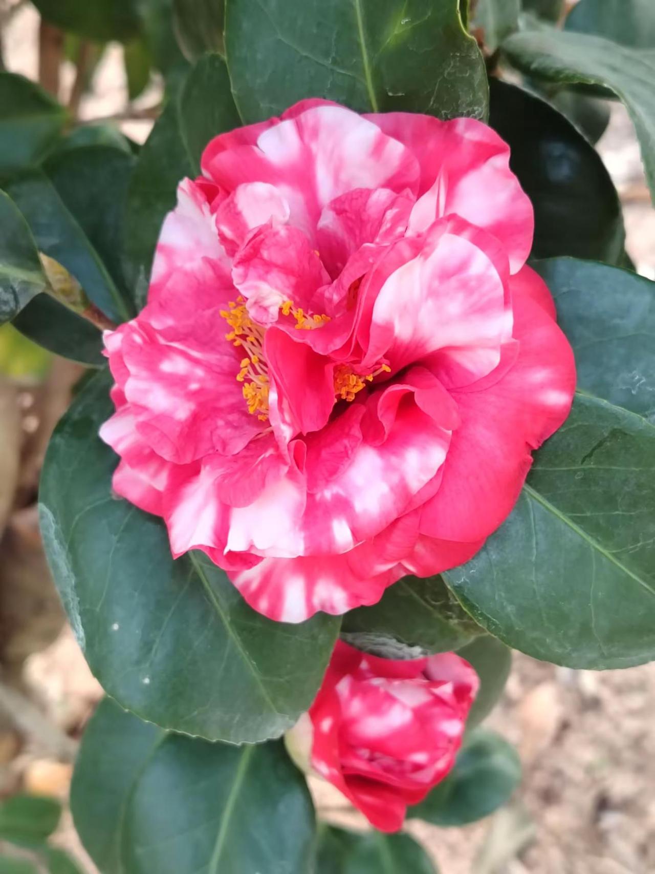 玩法达人中心 养花我是认真的