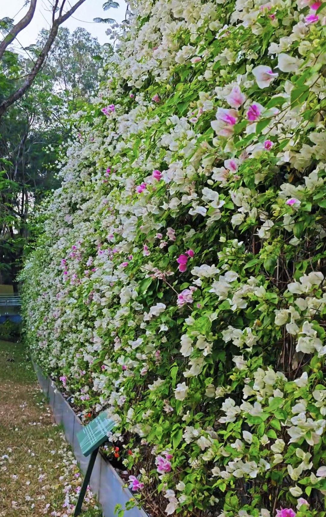 今天下午下班后，在深圳徒步了一个多小时，发现了不少美景，印象最深的就是这一堵簕杜