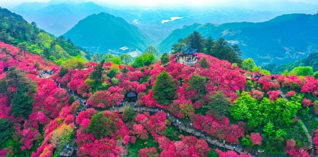 今天上午，2026湖北省“与春同行”休闲运动消费季麻城分会场，会在龟峰山杜鹃花海