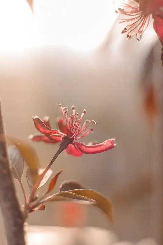 AI妙生图春風有意促花开。
