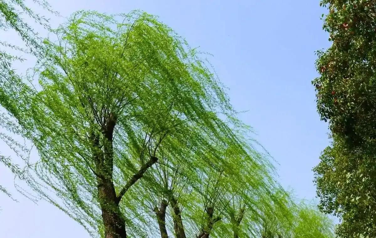 上联：堤岸沙滩杨柳舞；
下联：？？？