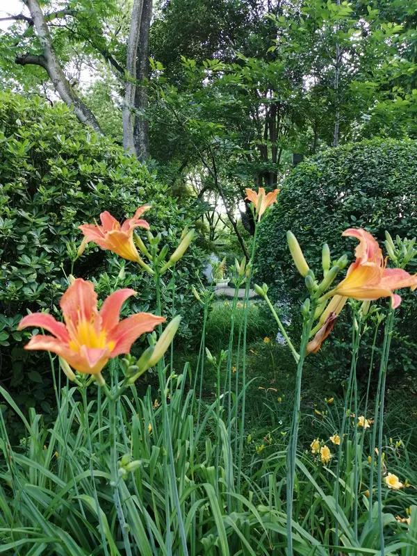 “馨漪婉风”的诗作总能给人带来意想不到的惊喜。这首《七绝风花私语》极具画面感，纷