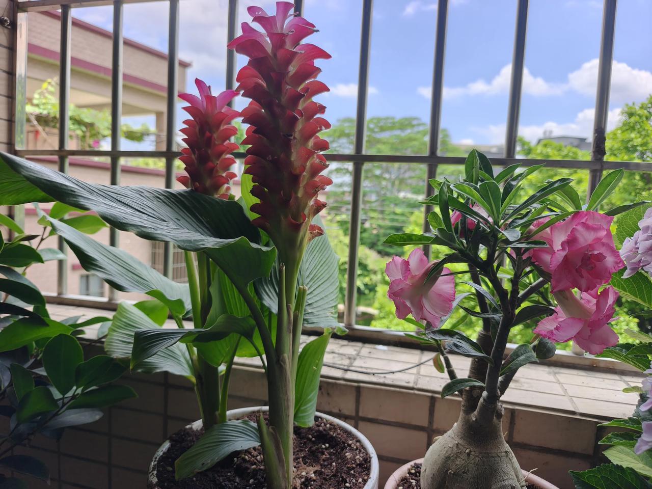 能不能分享一下你家花盆里养的花这就是我在佛山农村租房的阳台上种的花，我今年77岁