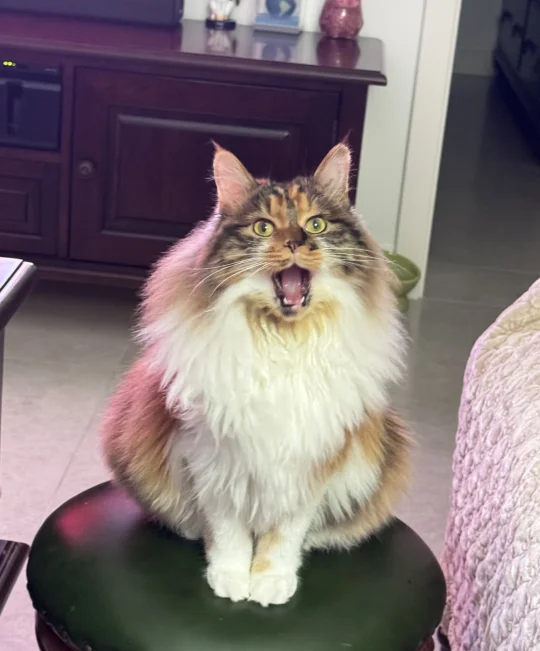 蹲十一期间通州次渠上门喂猫