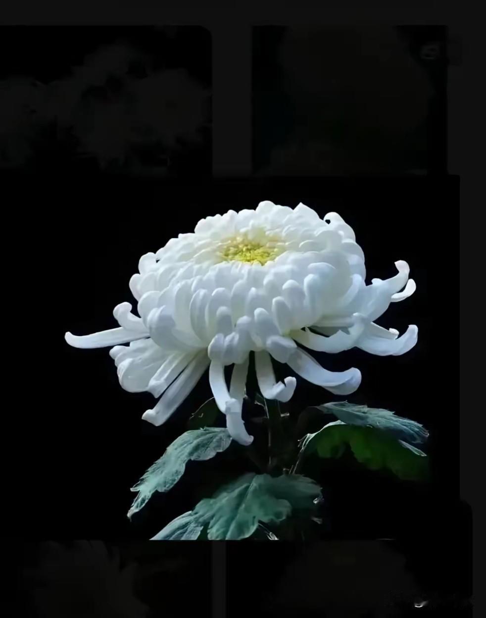 心酸了，同村的一位大叔患有抑郁症，结束了自己劳累的一生。

大叔家两个男孩，和我