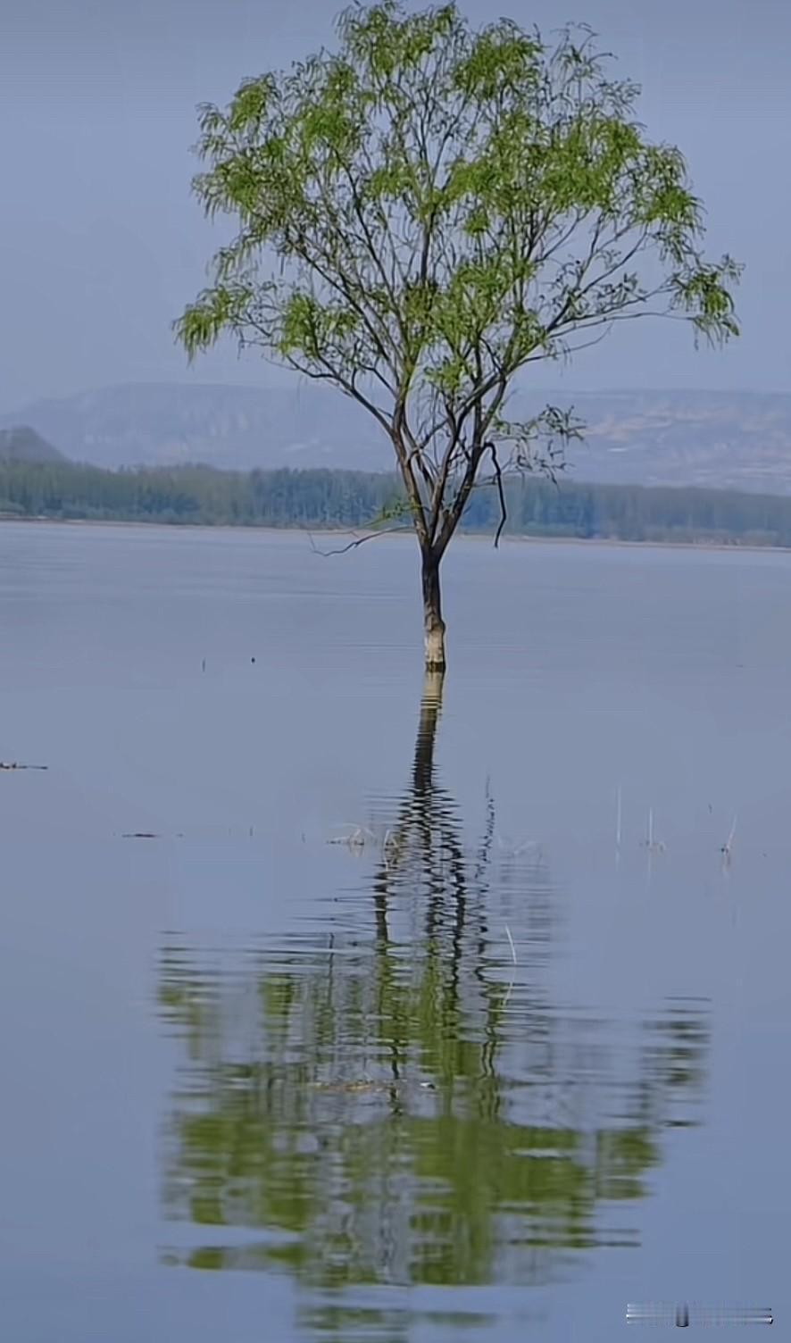 这个照片是在三门峡库区拍摄到的，是不是很美。
现在这个景象已经成为三门峡库区的标