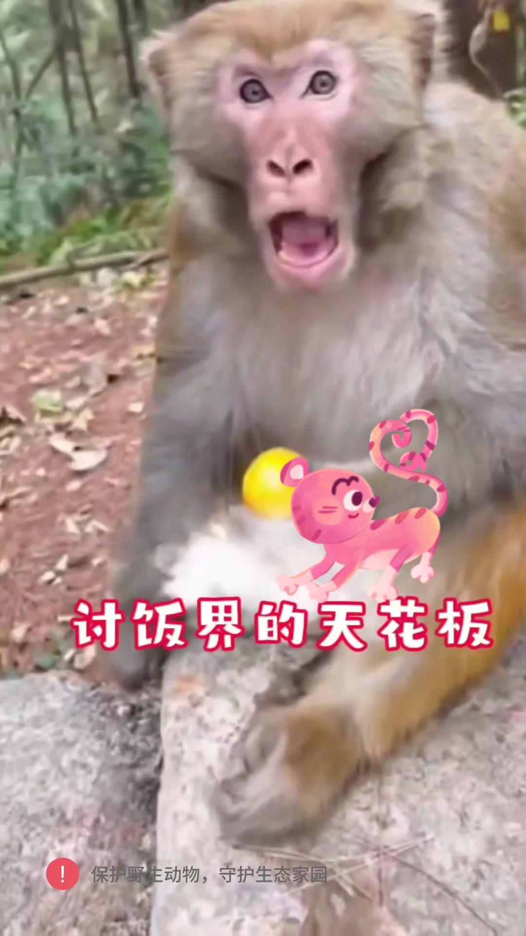 视频里的猴子简直成精了！一会儿学着人类讨食，抢东西时那小眼神，活脱脱一个调皮捣蛋