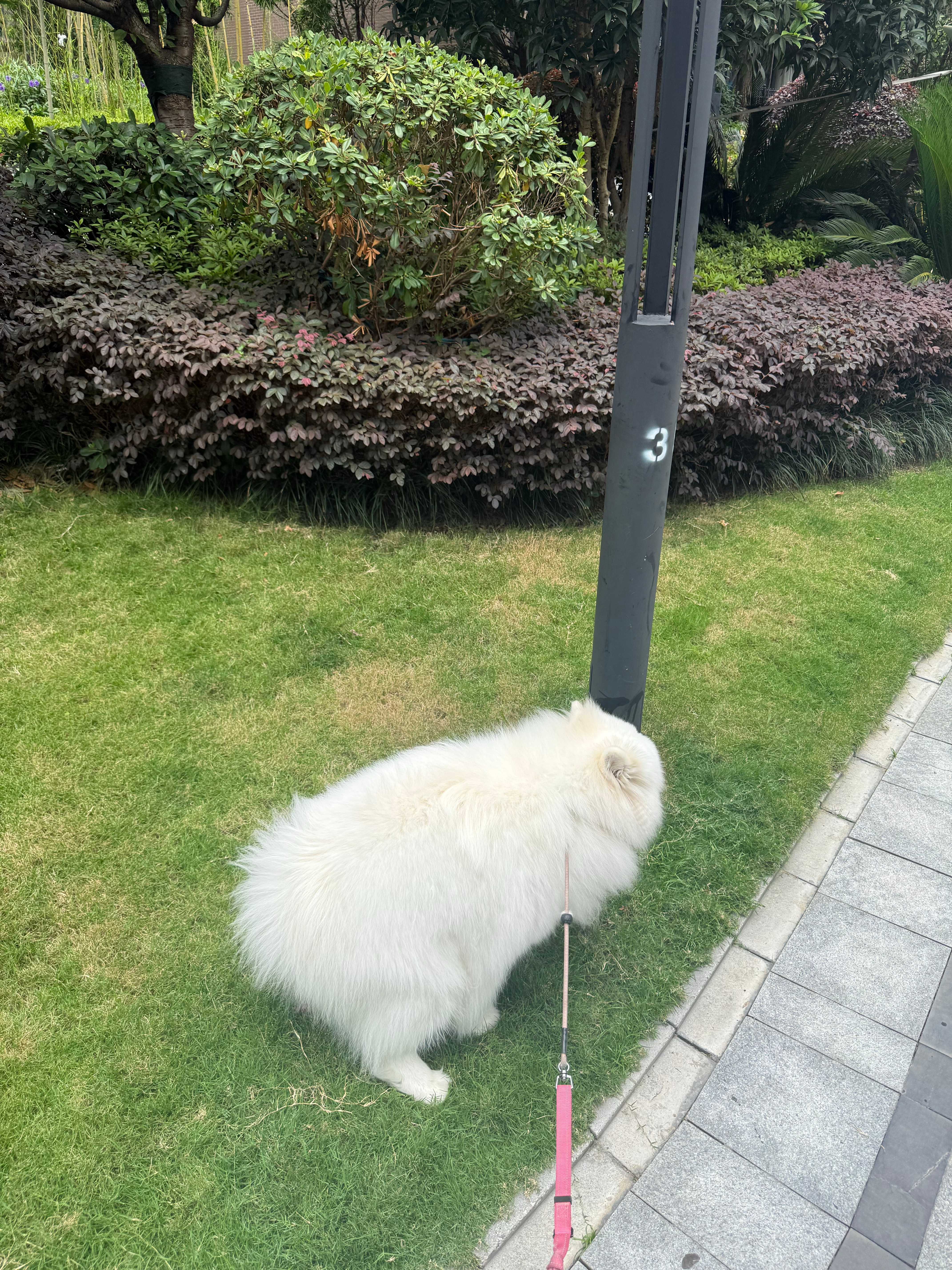谁来告诉她白天没鬼……（拍摄于不同的两天） 