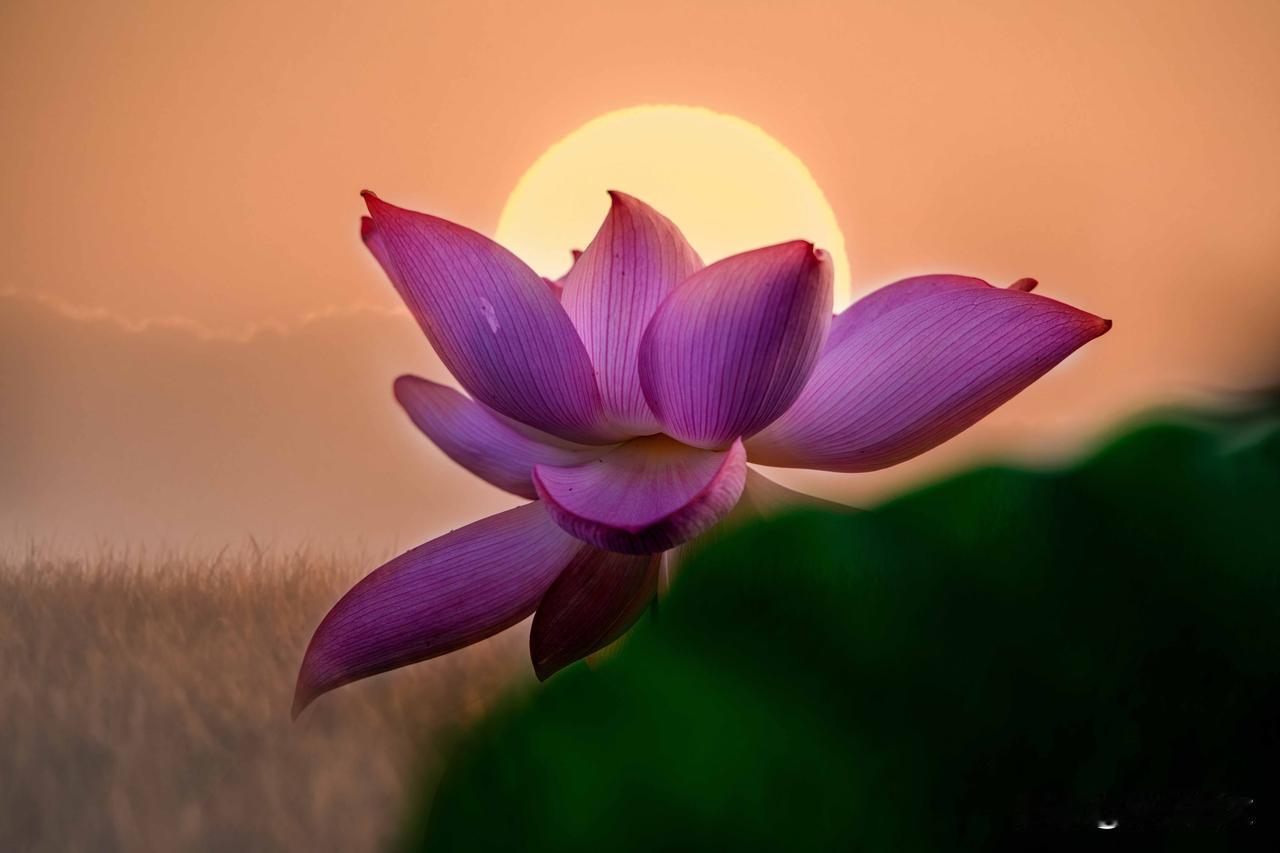 【好诗·美图欣赏】
咏荷花(七绝)
群芳摇落始梳妆，休逐浮华竞艳阳。
身陷淤泥终
