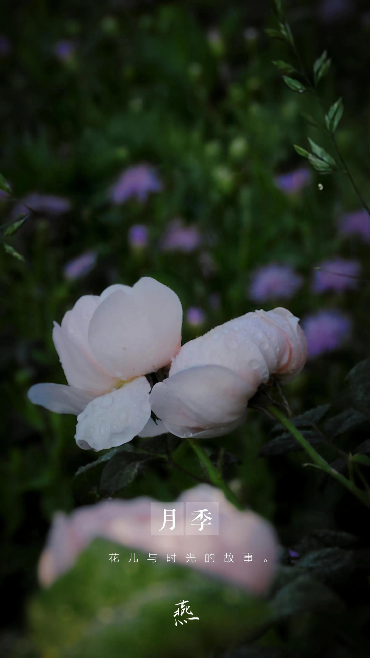 月季花开，时光静好，花儿与时光的故事。月季花妖娆绽放 淡粉色的月季花 月季花一支
