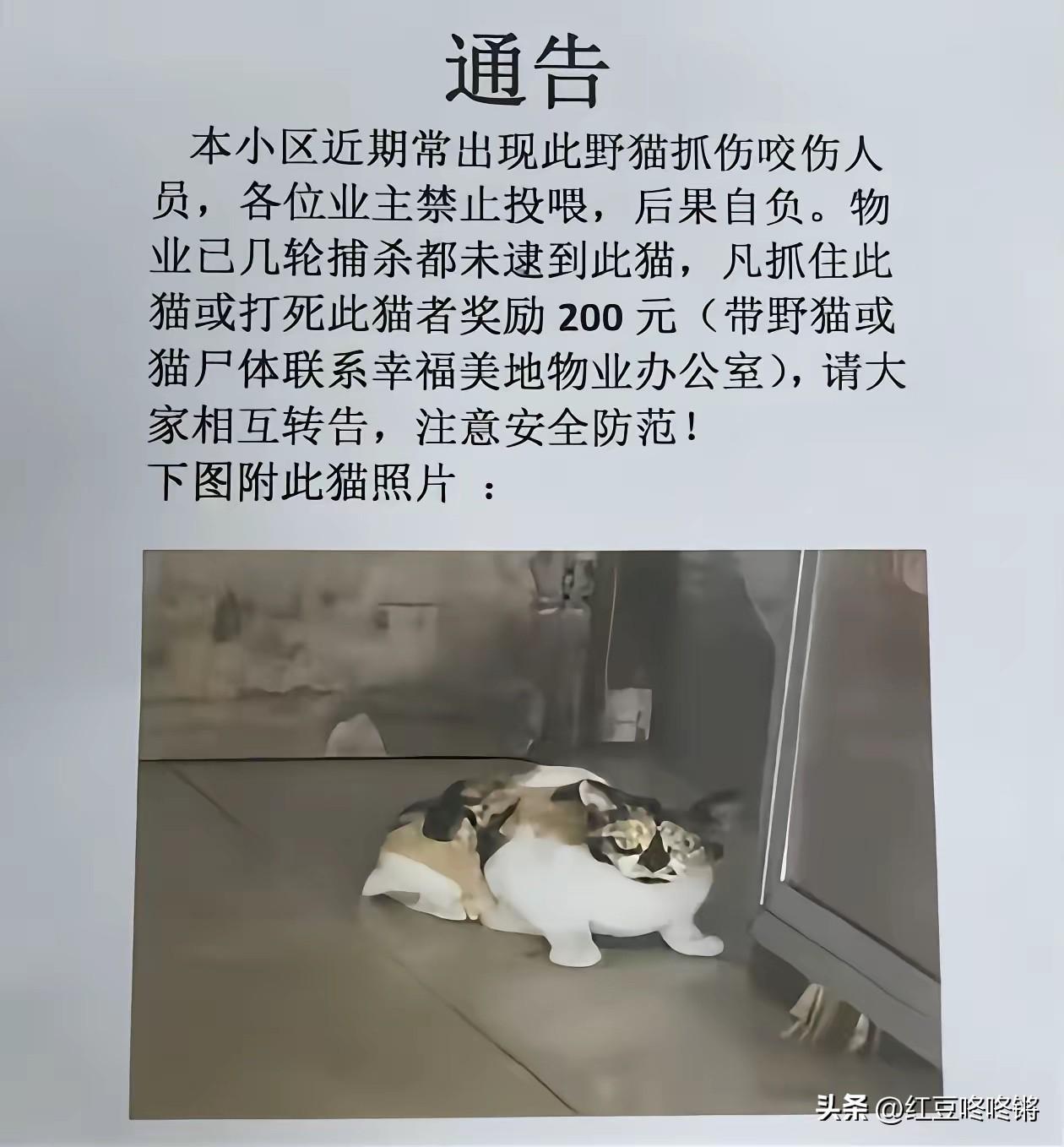 江苏淮安，一小区物业公然在业主群发布离谱的“追杀令”：凡抓到或者打死此猫者，奖励