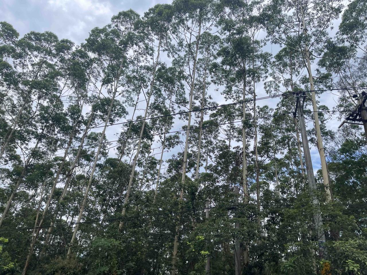 上联：昨夜清风梳绿柳，如何对下联今朝淡月抚幽篁‌、‌今朝细雨润红花‌、‌此时皎月