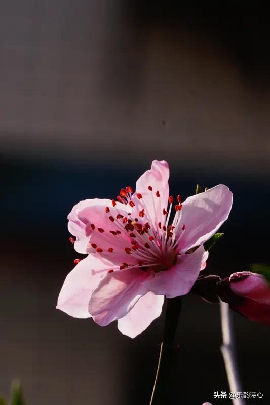 你能说出几句描写桃花的诗句呢?
“桃花一簇开无主，可爱深红爱浅红？”
“双飞燕子