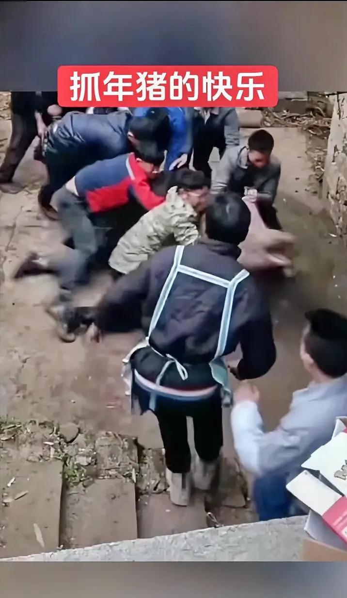 抓年猪这仗，没点体力真打不赢！
 
终于懂呆呆为啥急着发召集令了！抓年猪纯纯是跟