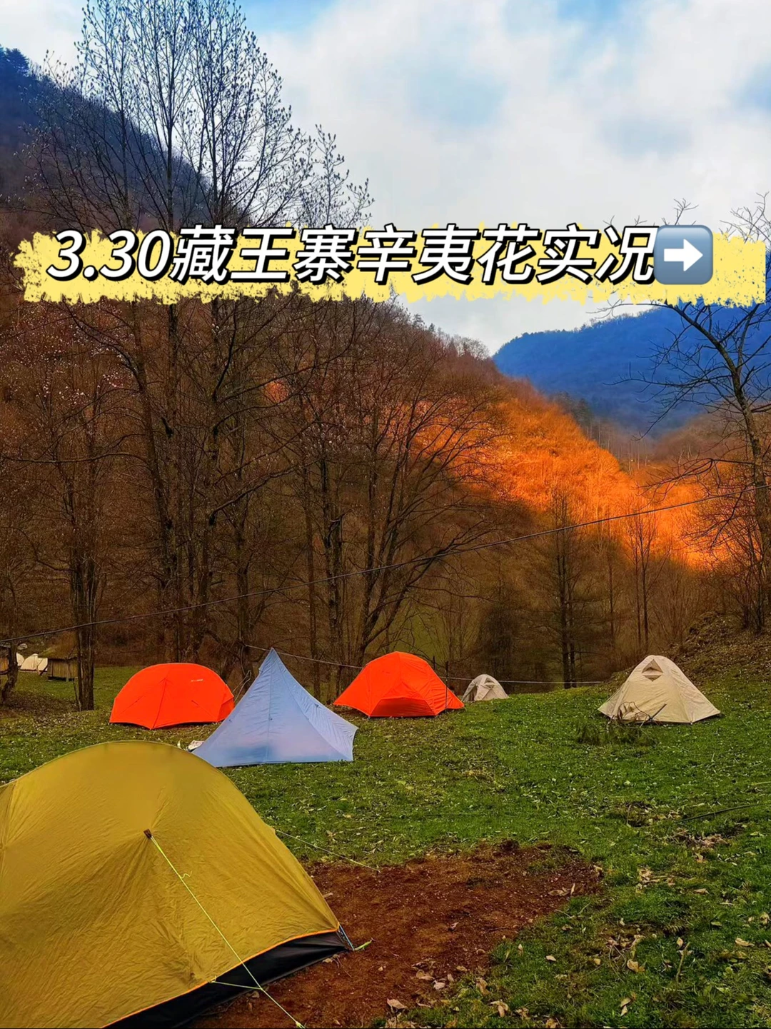 藏王寨辛夷花｜3.30实拍无滤镜原图直出！