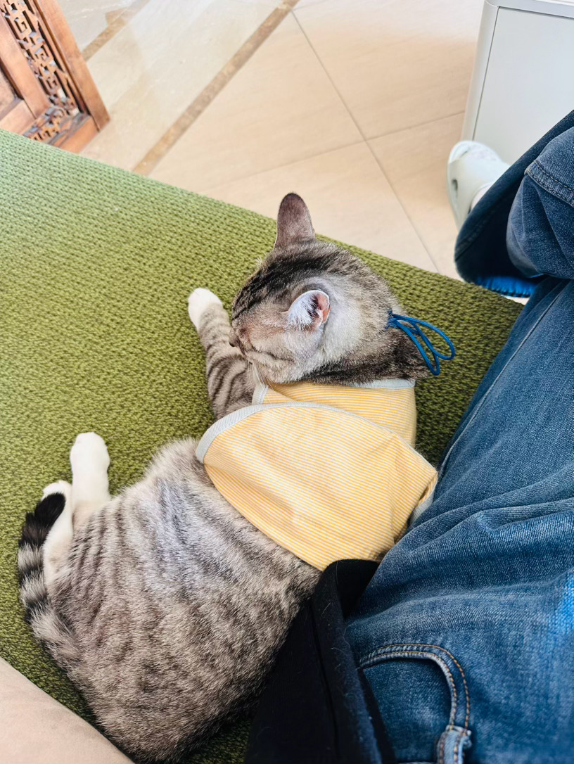 汽水音乐 就这样发呆-猫儿宁 网页链接「汽水音乐」 猫儿宁 