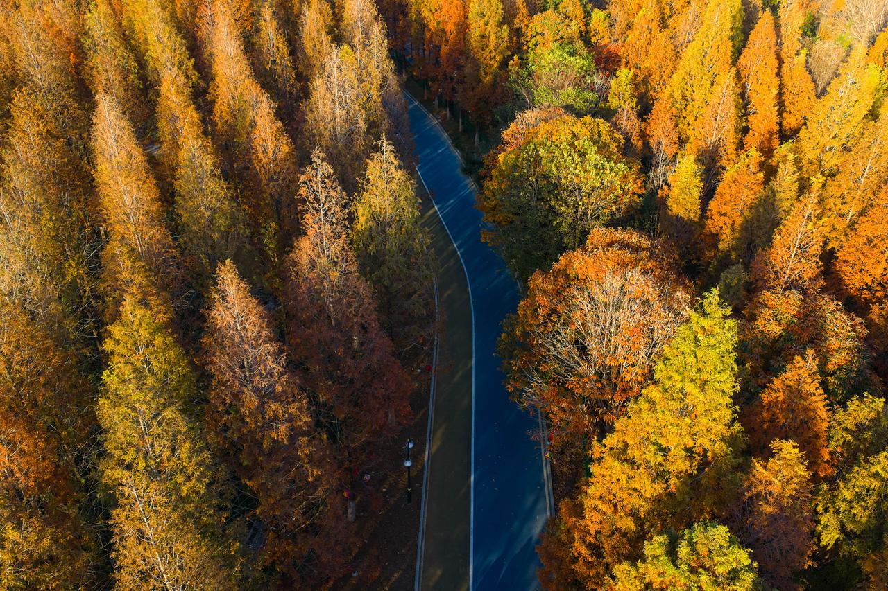 秋日的济南鲜花港。树叶早已褪去夏日的翠绿，换上了热烈的橙红与金黄。阳光透过枝叶的