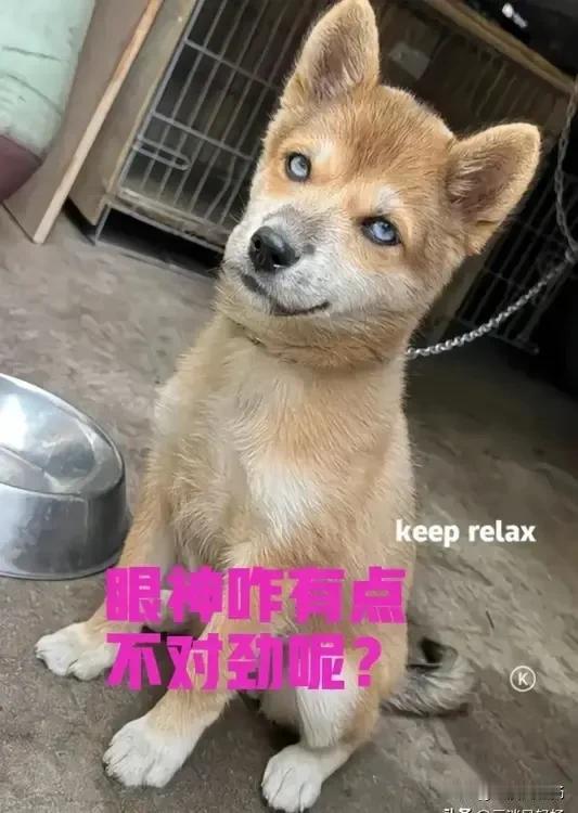 这是朋友花了800块钱从广西买回来的中华田园犬，加上快递费，前前后后差不多花了1