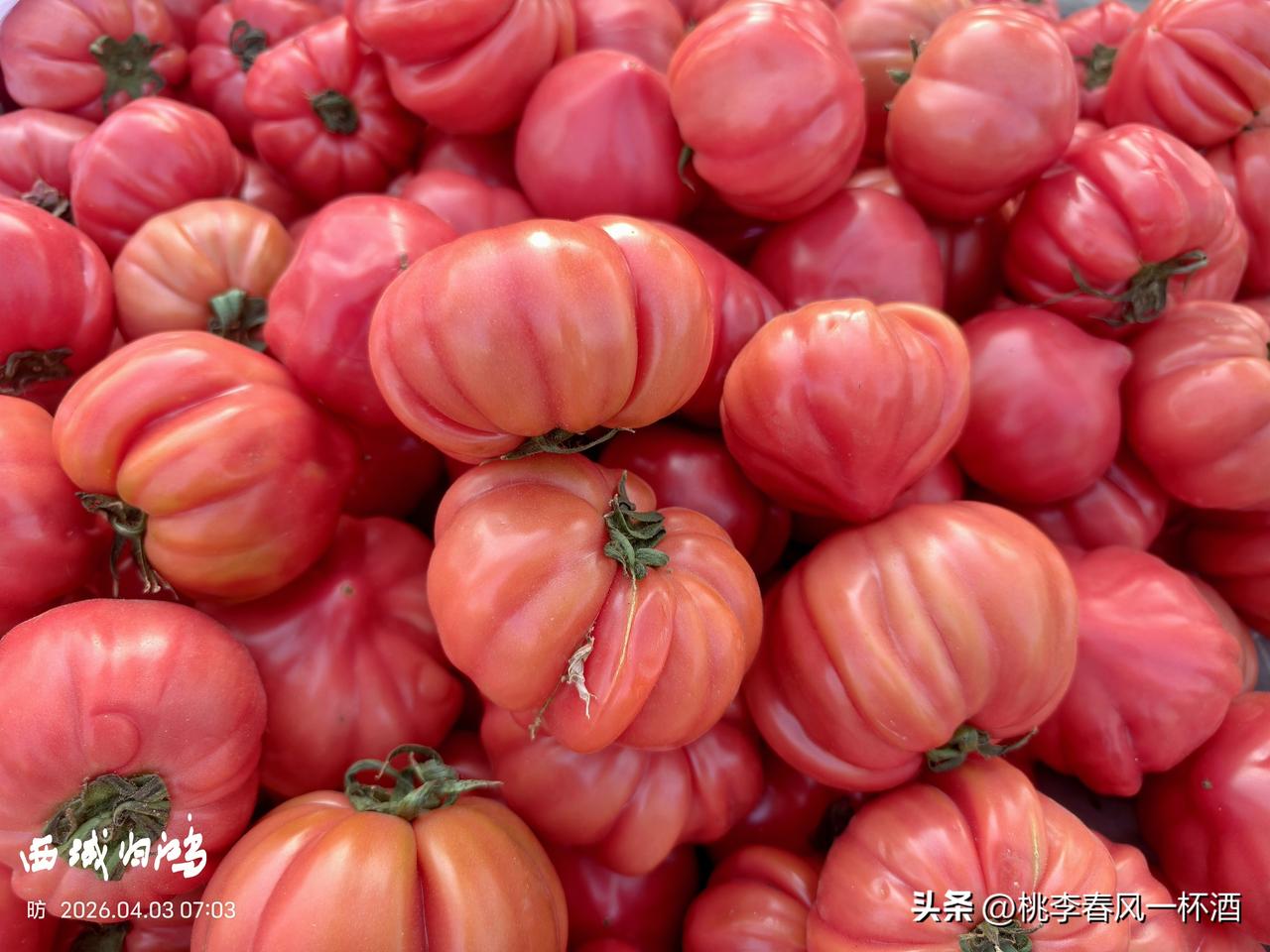 分享一张最近随手拍的照片赶早市，发现这种稀奇的西红柿，像灯茏一样。具体品种不知，