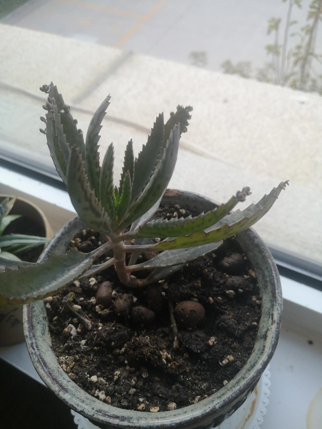 花花草草