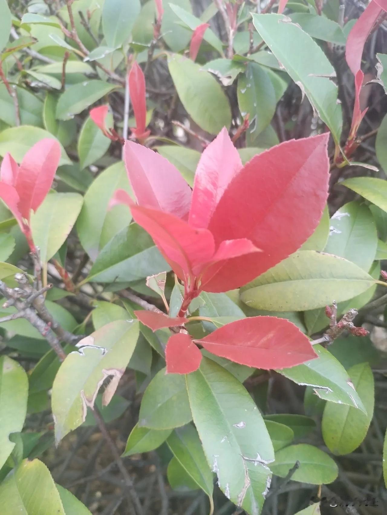 嫩嫩的娇红叶子，在粗老成熟的绿叶的衬托下更加鲜艳！🌸🌿