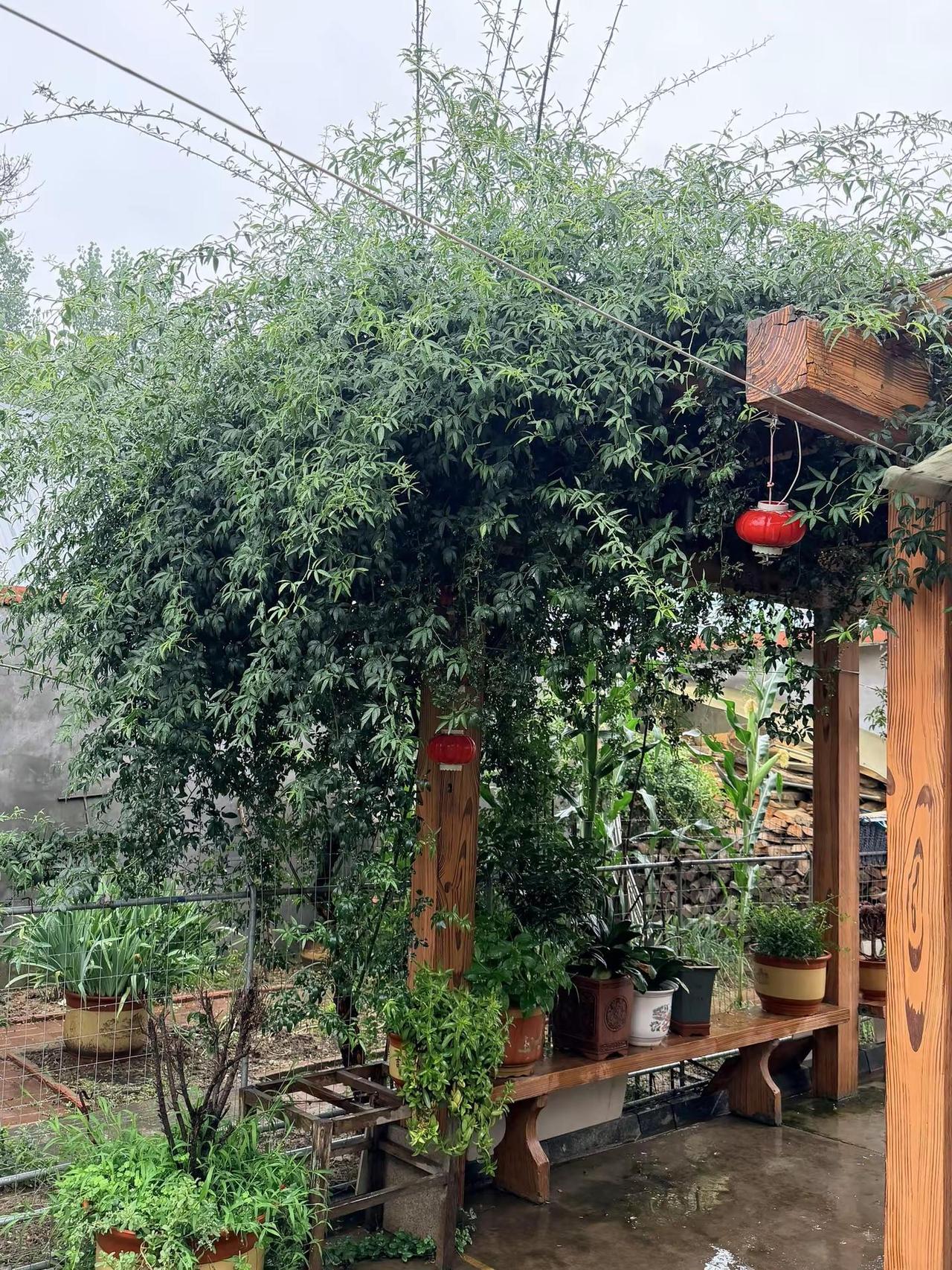 静坐庭院，听雨、喝茶、看花、、、、、、 雨中小院别有一番风味 雨天的院子
