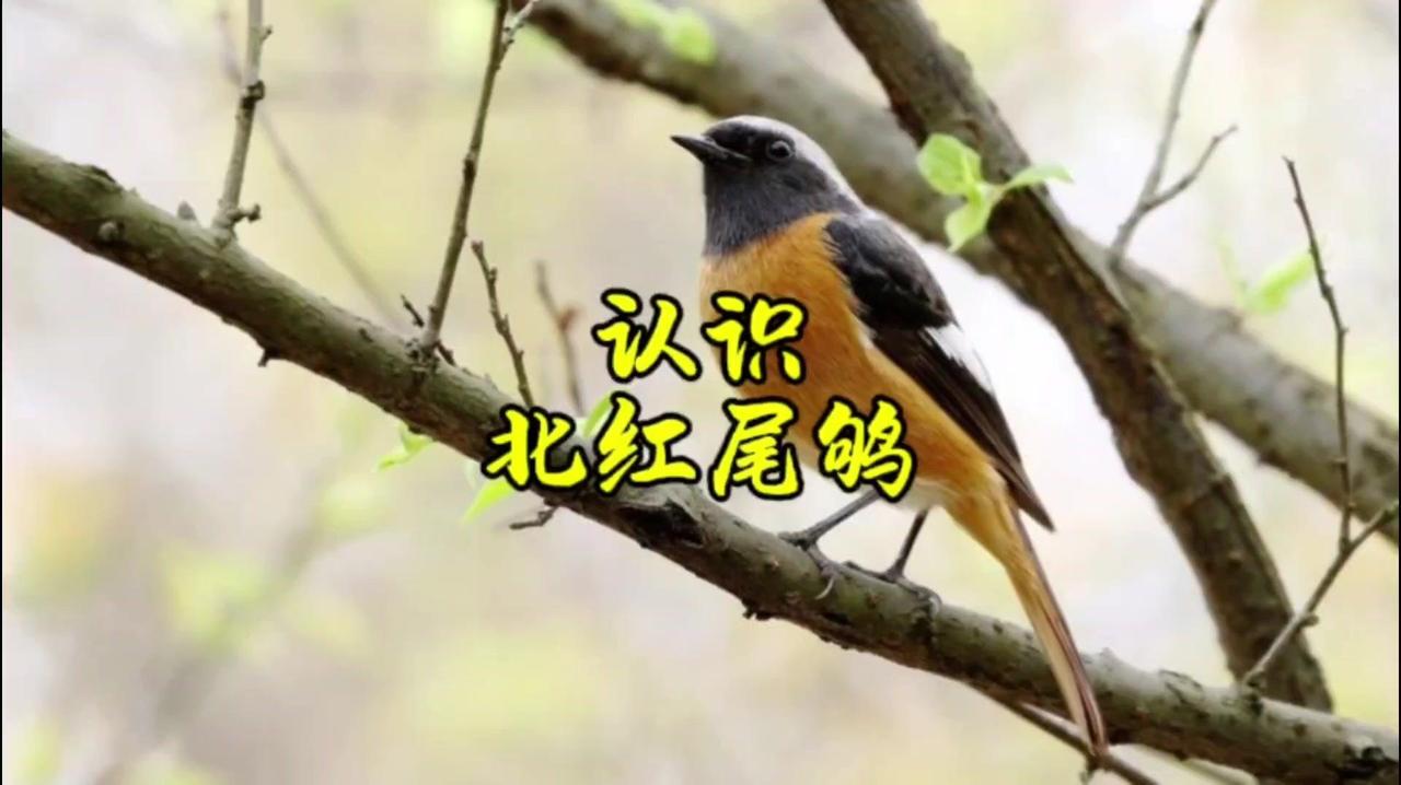 ✨小鸟来啦！北红尾渠，北红尾渠，北红尾渠！✨

家人们，刚刚我们家发现了一只漂亮