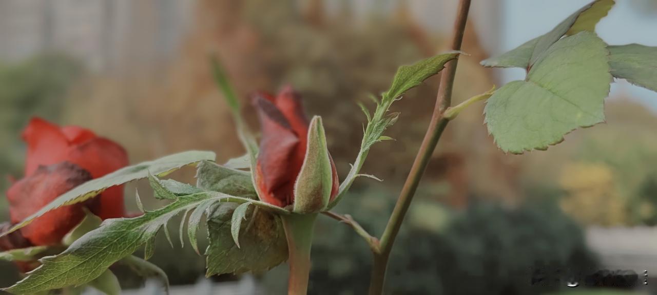 安全性有所提升的同时，便利性下降不少。如同共享电动车模样的新国标电动车，没有车篓