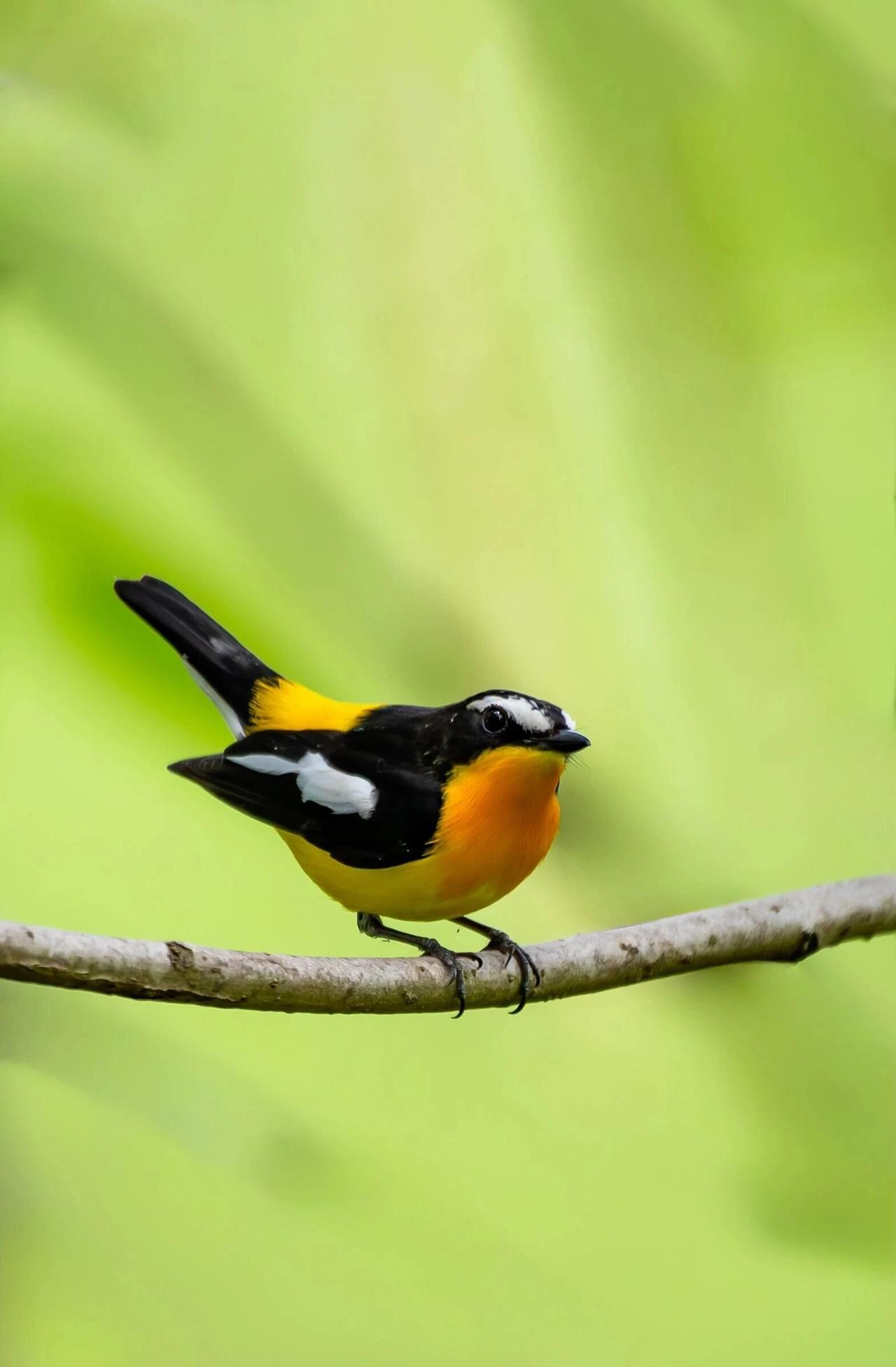 每日一鸟～白眉姬鹟
在鸟的世界里它们好像没有烦恼没有相互勾心斗角，有的只是自由飞