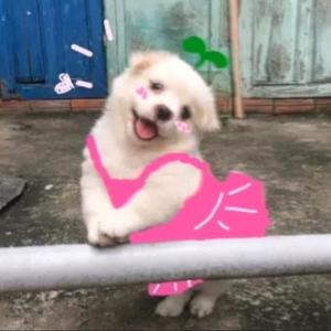 面包脑袋