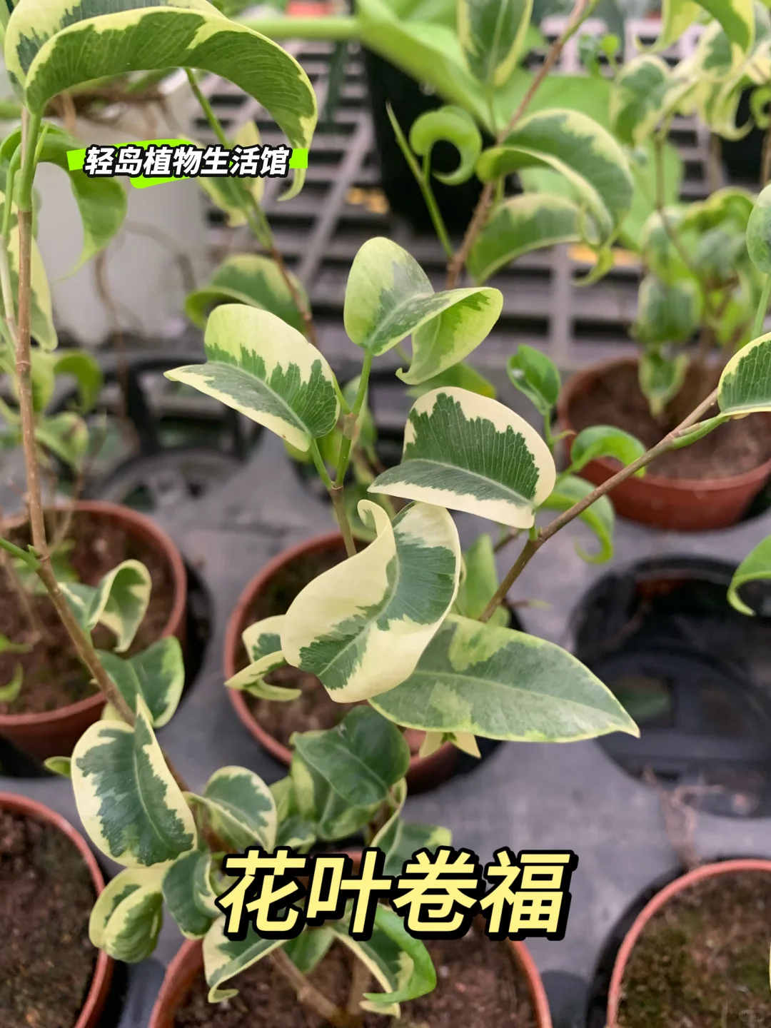 🌿花叶卷福，自然之美，诗意绽放🌿