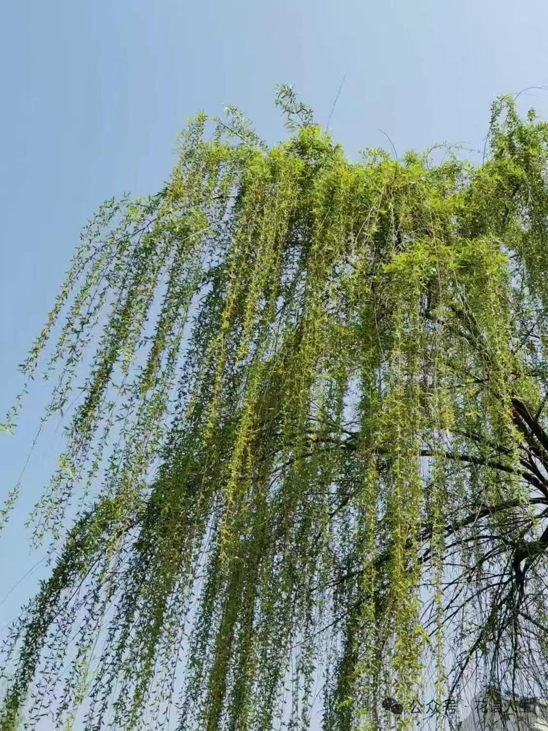 水仙子·春回偶作
春归江南柳梢头，
新芽依旧带旧愁。
花开云岭铺锦绣，
风动池波