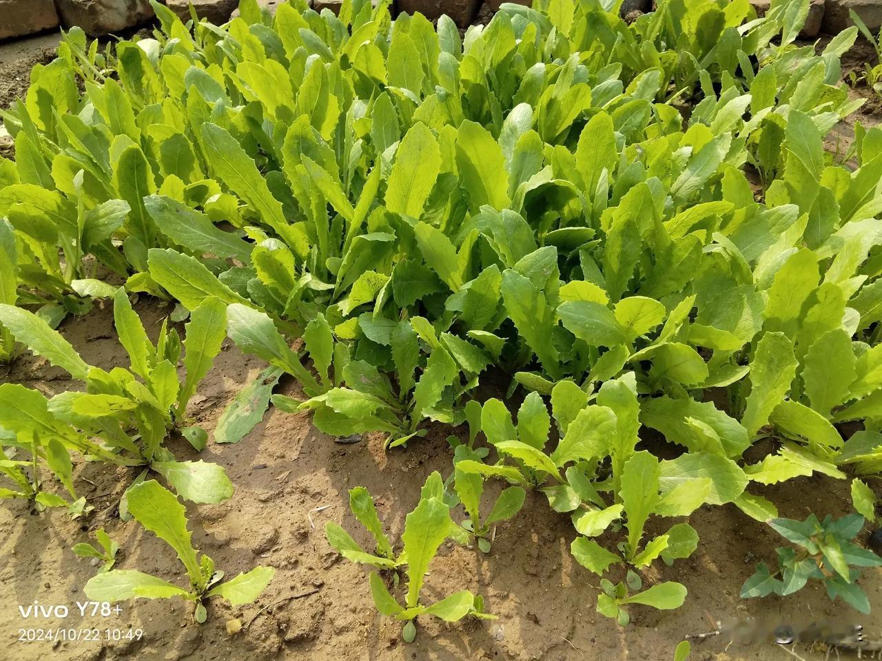
今日晴天，微风。到学校操场转转。这是在操场西南角看到的绿色蔬菜。同样是绿，但又