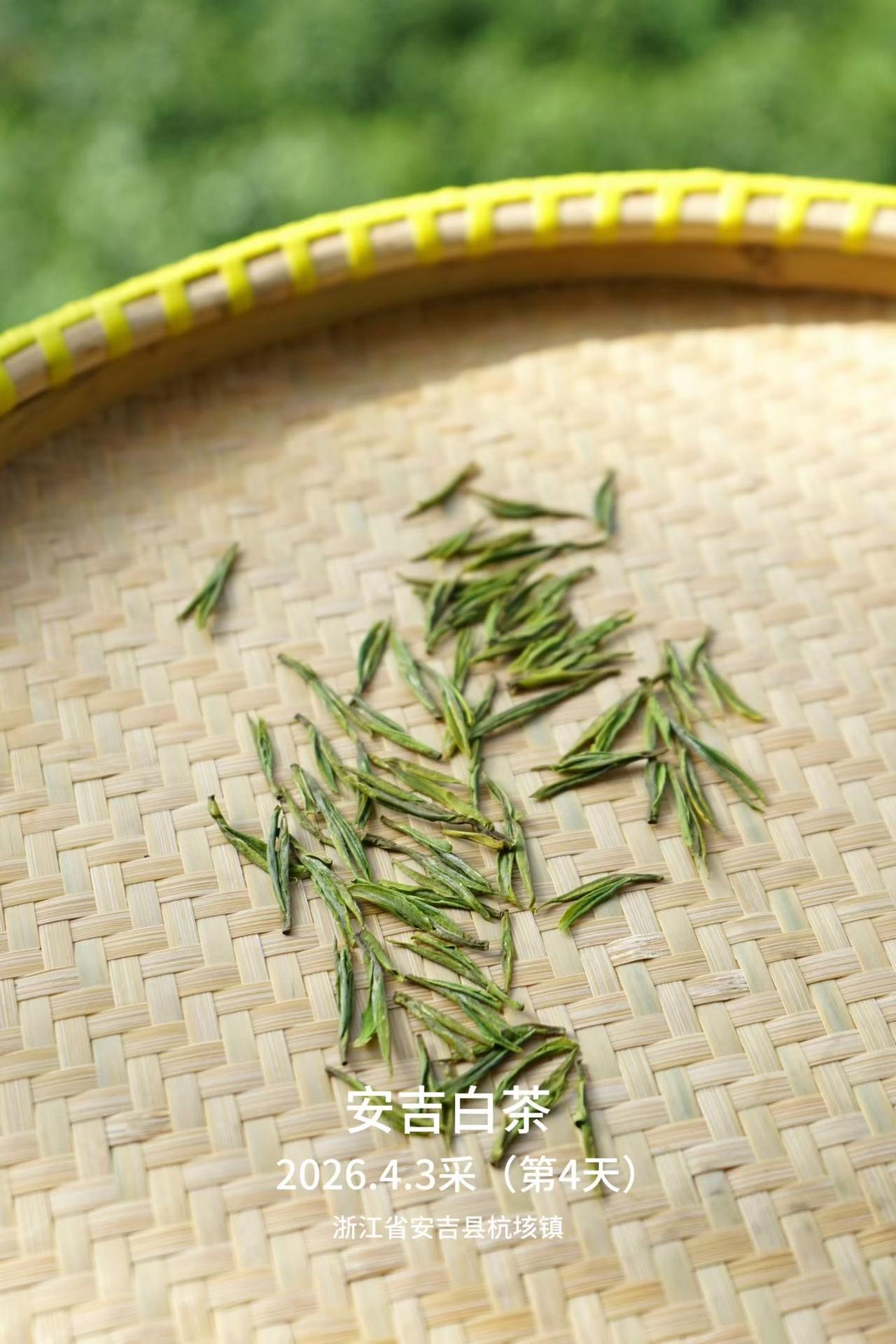 推荐下自家，4月3日采的安吉白茶。
4月3日采的安吉白茶，还有不少头芽，挺肥，很