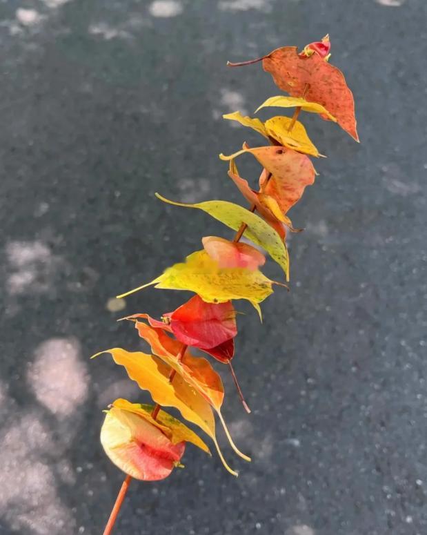 “金九银十”的喧闹渐行渐远，像一场丰收的庆典落下帷幕。那些为目标奔忙的日子、被利