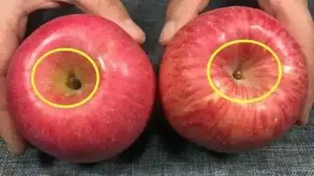 真的长见识了，苹果要选母的，红薯要选公的！
看了两个视频，一个说“苹果要选母的甜