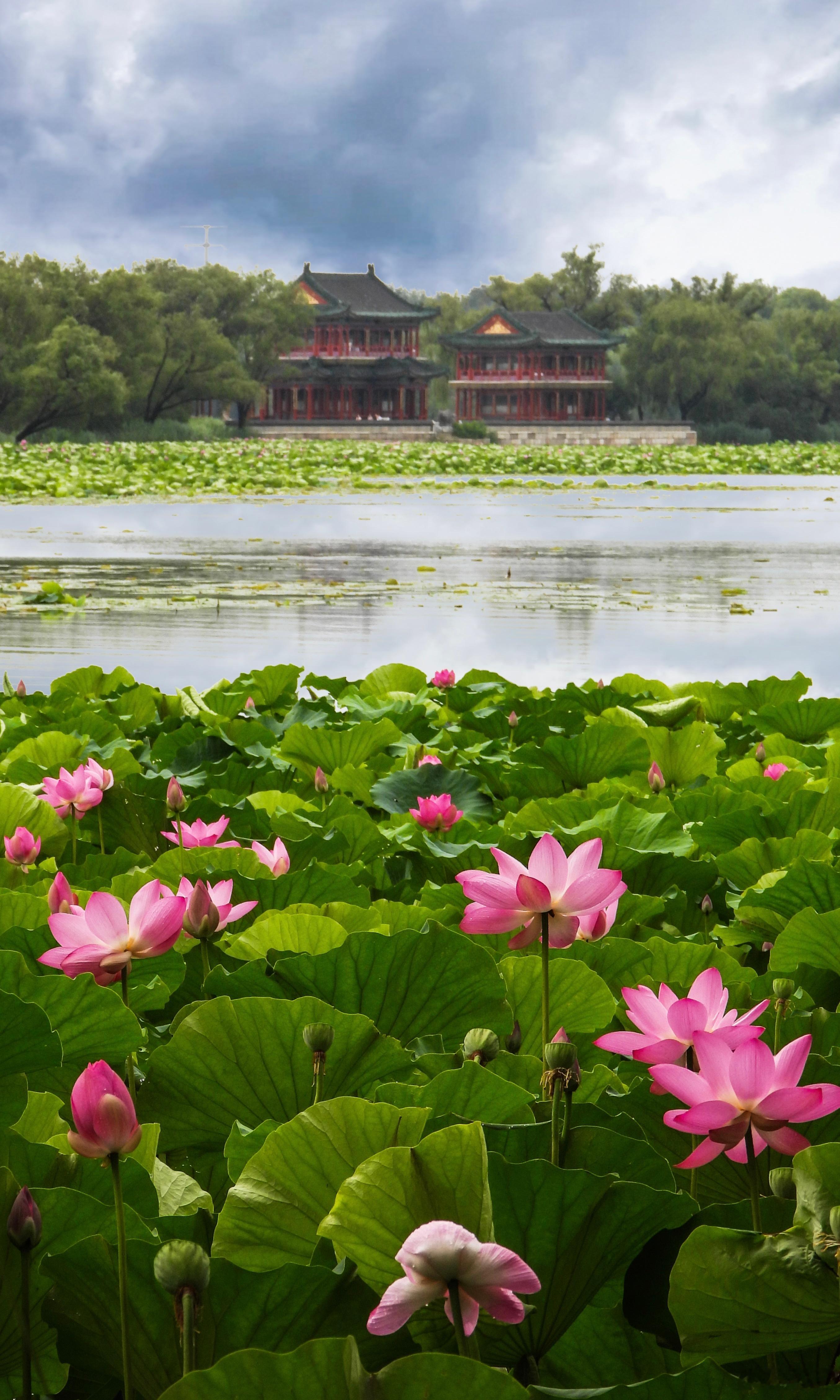 【北京颐和园   楼台亭荷 】宝树连云栋，荷花灿画屏。风来香冉冉，日丽影亭亭。（