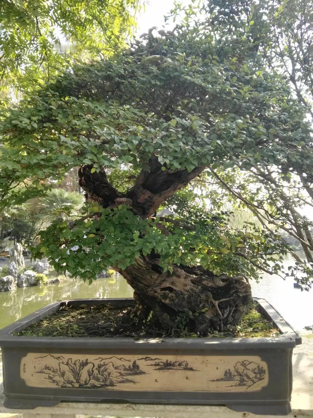 #景区老照片#
这是玄武湖公园的一盆雀梅盆栽，也是玄武湖公园最大的。
树龄超过三