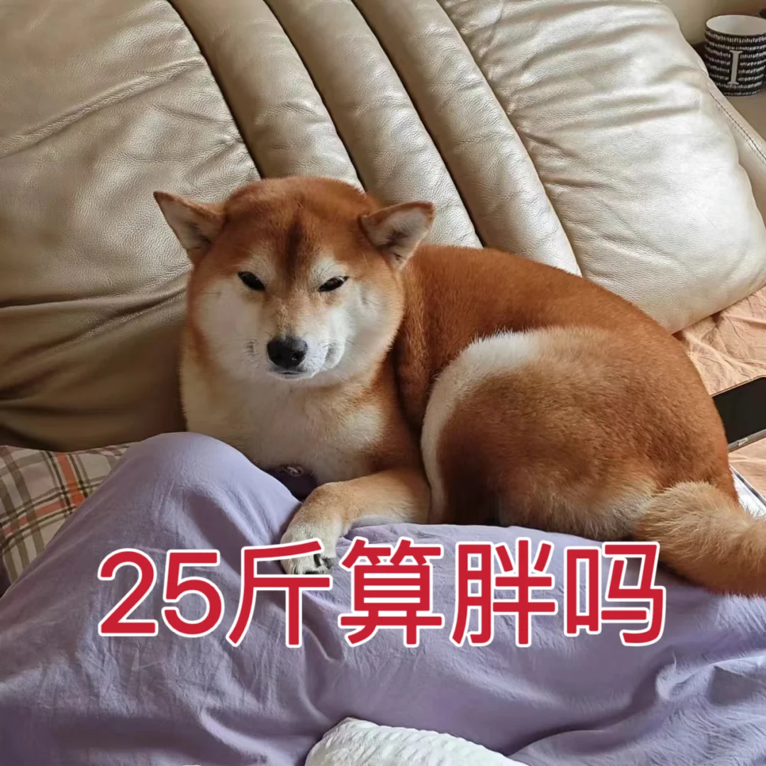 柴犬25斤算胖吗？