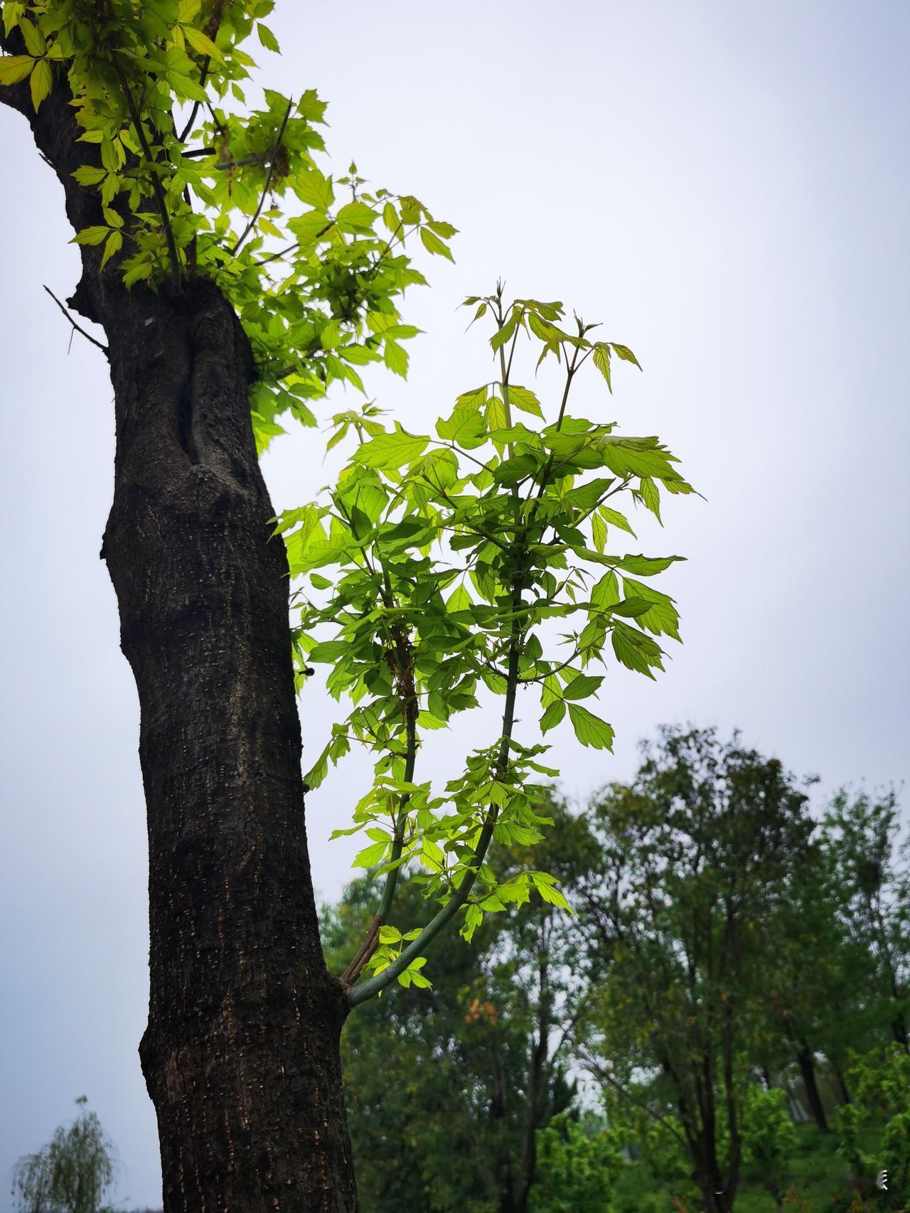 人这一生，处事要代人作想，

读书须切己用功。

代人作想，就是要有同理心，
