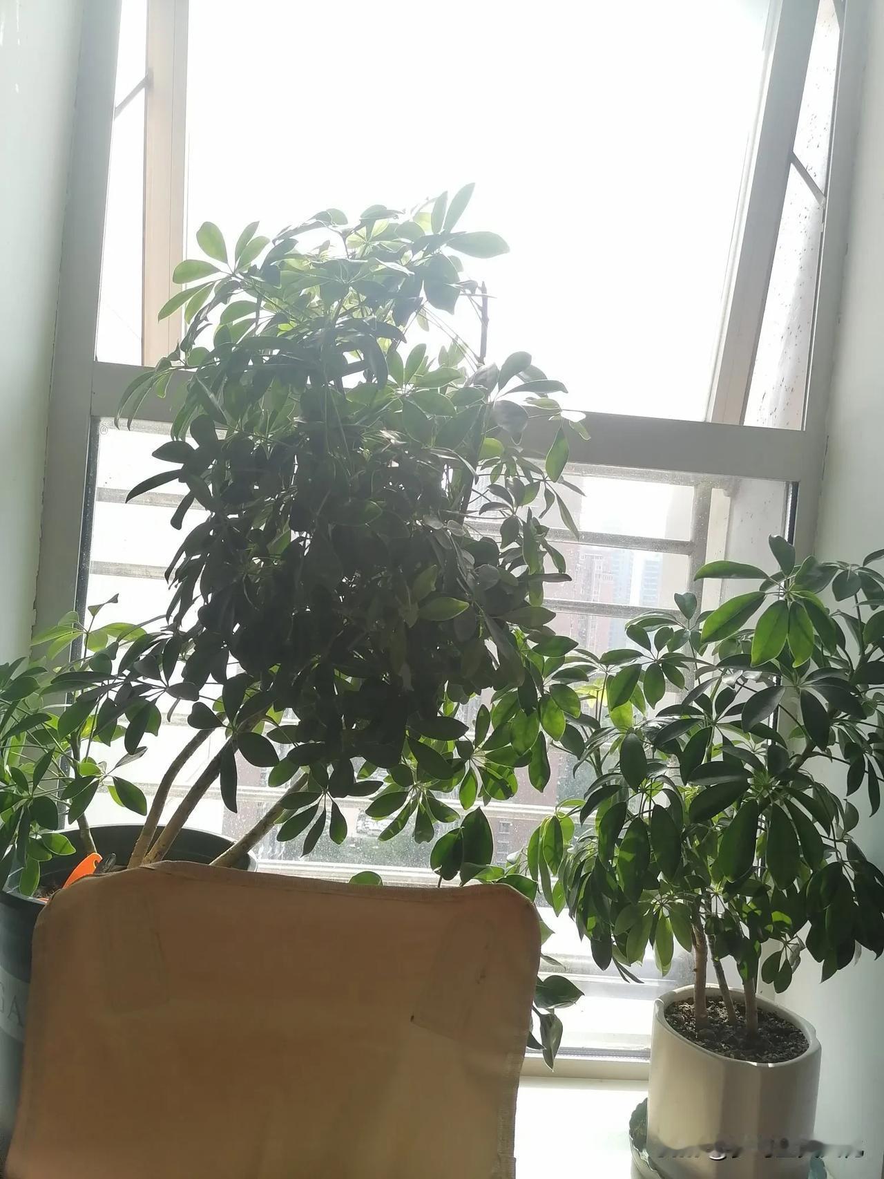 早安！今天天气很好，空气清新！阳光明媚的一天，美好生活开启！
一年之计在于春。，