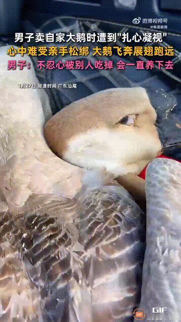 善良自有回响！广东汕尾一名男子养了一只大鹅，因为临近过年了，便想要把大鹅卖了挣点